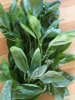 Bouquet de basilic