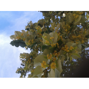 Duo châtaignier - tilleul (7)