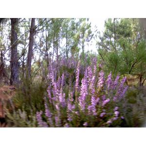 🐝duo bourdaine - forêt (11)