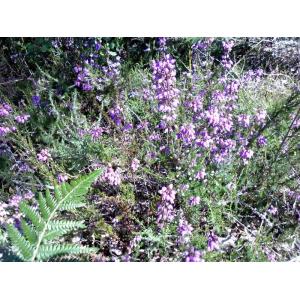 🐝duo bruyére - été (9)