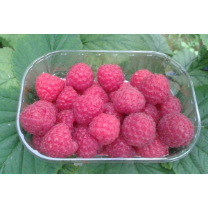 Framboises fraîches