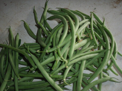 Haricots verts