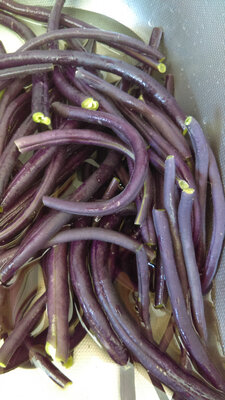 Haricots violets