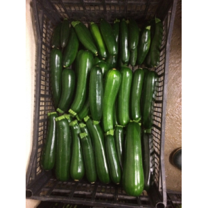 Courgettes vertes longues