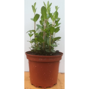 Menthe poivrée en pot de 17 cm