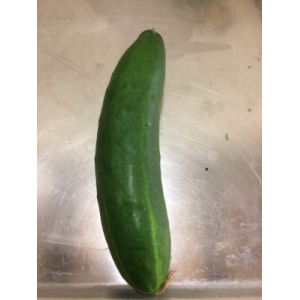 Concombre court épineux akito