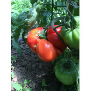 Tomate coeur de boeuf