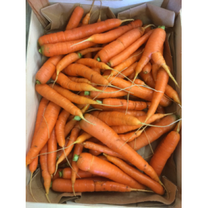 Carottes fraîches