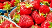 Fraise à confiture bio