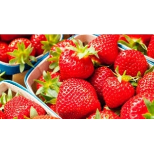 Fraise à confiture bio
