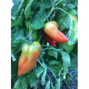 Tomate cornu des andes