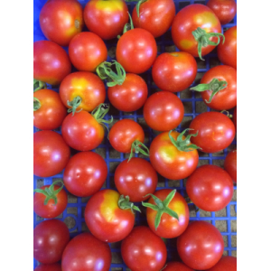 Tomate cerise