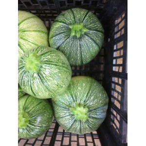 Courgettes rondes
