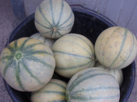 Melons