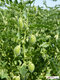 Pois chiche - image 2