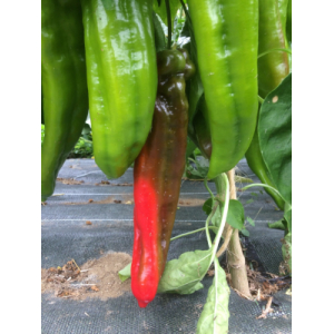 Poivron rouge long