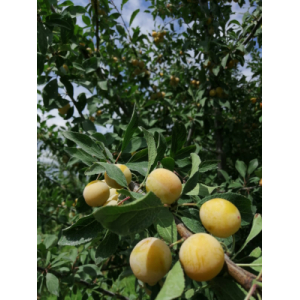 Mirabelles surgelées