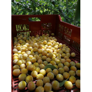 Colis 5kg  mirabelles a confiture