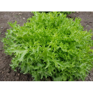 Salade frisée (grosse)