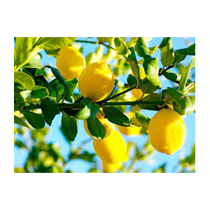 Marinade aux citrons confits bio aux