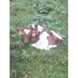 Veau colis cuisson rapide