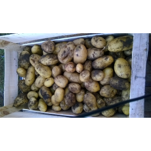 Pomme de terre bintje