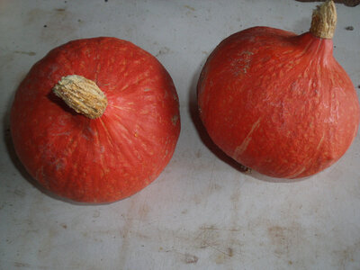 Potimarron environ 1kg200 et 1kg400