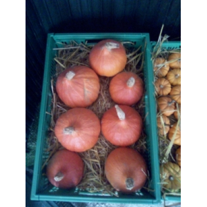 Potimarron entre 1.500 et 2 kg