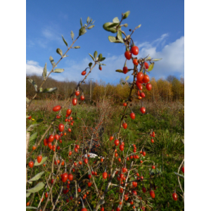 Baies de goji fraiches du beaujolais
