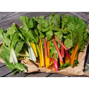 Bettes-multicolores 500g