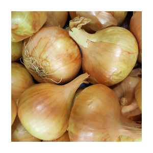 Oignon jaune