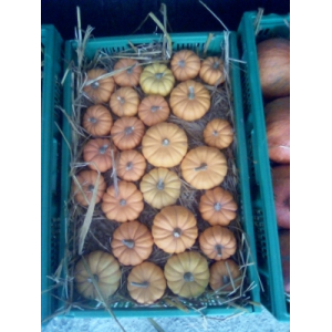 Jack be little 200 g et 400g