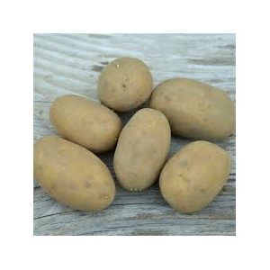 Pomme de terre ditta