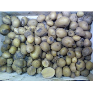 Pomme de terre moche