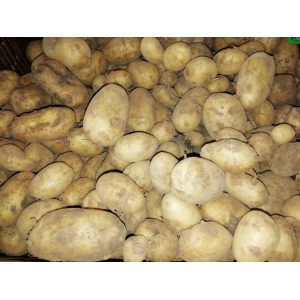 Pomme de terre primeur