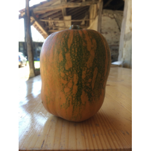 Courge honeynut