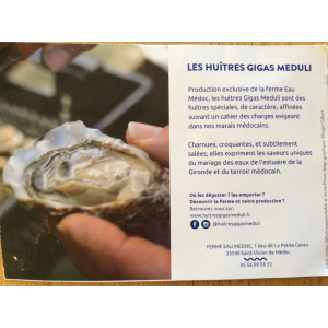 Huîtres gigas méduli