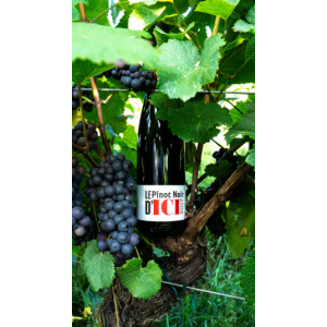 Le pinot noir d'ici