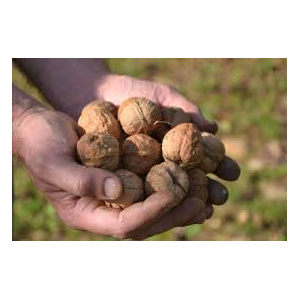 Noix lara du périgord 500gr