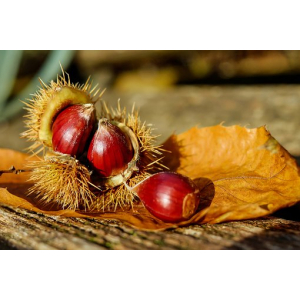 Etrennes châtaigne (sans gluten)