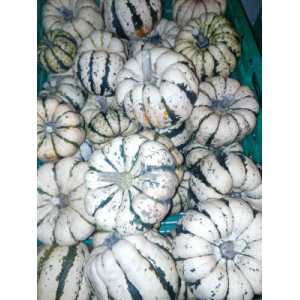 Courge patidou 100% bio