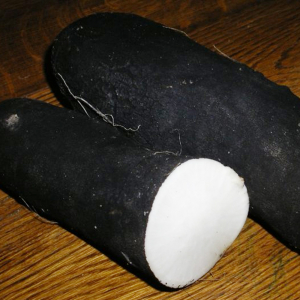 Radis noir