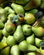 Confiture de poire à la vanille bourbon - image 2