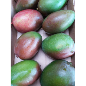 Mangue variété keit (agricultu