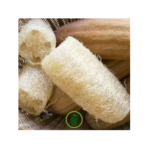 éponge végétale luffa