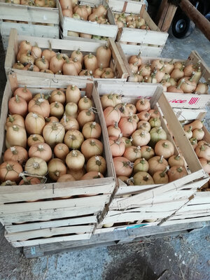 Butternut