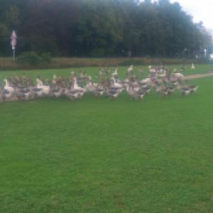 Oie toulouse / rhin de 4kg.