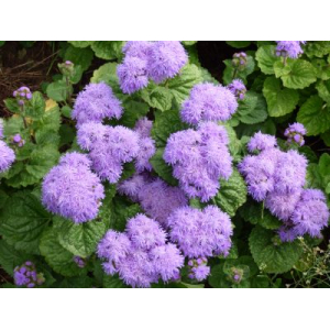 Ageratum plant