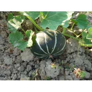 Potiron doux vert d’hokkaïdo