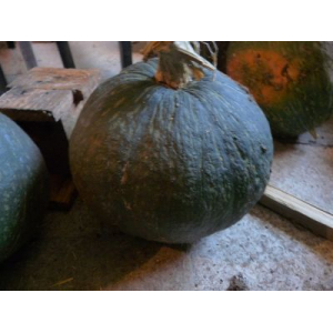 Potiron vert kabocha